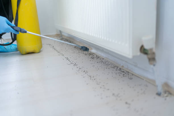 Flea Control Services in Olympia Heights, FL